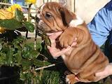 Собаки, щенята Англійський бульдог, ціна 16000 Грн., Фото