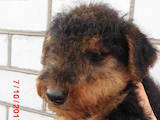 Собаки, щенки Вельштерьер, цена 3000 Грн., Фото