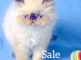 Кішки, кошенята Персидська, ціна 10000 Грн., Фото