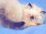 Кошки, котята Персидская, цена 10000 Грн., Фото