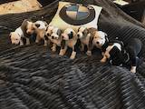 Собаки, щенята Американський стаффордширський тер'єр, ціна 3500 Грн., Фото