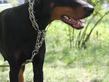 Собаки, щенята Доберман, ціна 3000 Грн., Фото