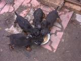 Собаки, щенки Ягдтерьер, цена 500 Грн., Фото