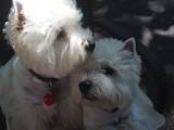 Собаки, щенята Вестхайленд уайт тер'єр, Фото