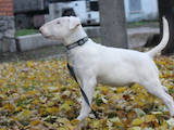 Собаки, щенята Бультер'єр, ціна 10000 Грн., Фото