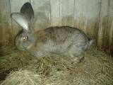 Грызуны Кролики, цена 120 Грн., Фото