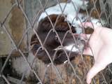 Собаки, щенята Американський коккер, ціна 800 Грн., Фото