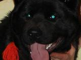 Собаки, щенята Американський акіта, ціна 50000 Грн., Фото