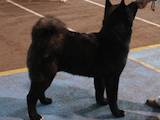 Собаки, щенята Американський акіта, ціна 50000 Грн., Фото