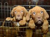 Собаки, щенята Бордоський дог, ціна 15000 Грн., Фото