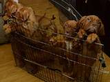 Собаки, щенки Бордосский дог, цена 15000 Грн., Фото