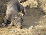Собаки, щенята Грейхаунд, ціна 10200 Грн., Фото