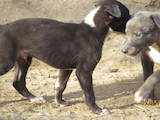 Собаки, щенки Грейхаунд, цена 10200 Грн., Фото