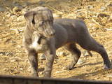 Собаки, щенята Грейхаунд, ціна 10200 Грн., Фото