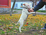 Собаки, щенята Бультер'єр, ціна 9000 Грн., Фото