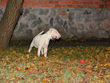 Собаки, щенята Бультер'єр, ціна 9000 Грн., Фото