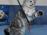Кішки, кошенята Британська короткошерста, ціна 7500 Грн., Фото