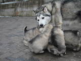 Собаки, щенки Аляскинский маламут, цена 3500 Грн., Фото