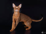 Кошки, котята Абиссинская, цена 20000 Грн., Фото