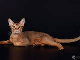 Кошки, котята Абиссинская, цена 20000 Грн., Фото
