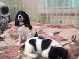Собаки, щенята Російський спаніель, ціна 5000 Грн., Фото