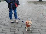 Собаки, щенята Чихуа-хуа, ціна 2900 Грн., Фото