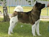 Собаки, щенята Американський акіта, ціна 17000 Грн., Фото