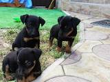 Собаки, щенки Ягдтерьер, цена 2500 Грн., Фото