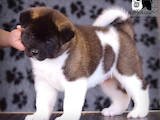 Собаки, щенята Американський акіта, ціна 26000 Грн., Фото