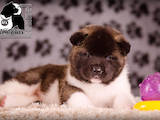 Собаки, щенята Американський акіта, ціна 26000 Грн., Фото