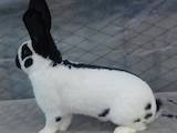 Тваринництво,  Сільгосп тварини Кролики, Нутрії, ціна 1600 Грн., Фото