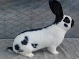 Тваринництво,  Сільгосп тварини Кролики, Нутрії, ціна 1600 Грн., Фото