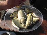 Рыбки, аквариумы Рыбки, цена 35 Грн., Фото