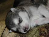 Собаки, щенки Аляскинский маламут, цена 4000 Грн., Фото