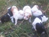 Собаки, щенки Неизвестная порода, цена 5000 Грн., Фото