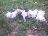 Собаки, щенки Неизвестная порода, цена 5000 Грн., Фото