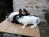 Тваринництво Кролівництво, ціна 400 Грн., Фото