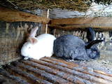 Животноводство Кролиководство, цена 400 Грн., Фото