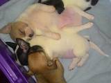Собаки, щенки Чихуа-хуа, цена 8000 Грн., Фото