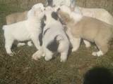 Собаки, щенки Среднеазиатская овчарка, цена 3000 Грн., Фото