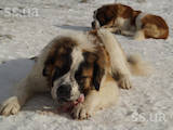 Собаки, щенята Московська сторожова, ціна 600 Грн., Фото