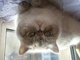 Кошки, котята Экзотическая короткошерстная, цена 5000 Грн., Фото