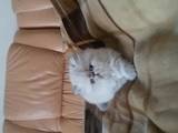 Кошки, котята Персидская, цена 5500 Грн., Фото