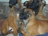 Собаки, щенки Бельгийская овчарка (Малинуа), цена 4500 Грн., Фото