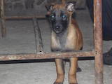 Собаки, щенки Бельгийская овчарка (Малинуа), цена 4500 Грн., Фото