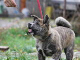 Собаки, щенята Акіта-іну, ціна 6000 Грн., Фото