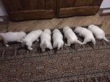 Собаки, щенята Польська підхаланська вівчарка, ціна 10000 Грн., Фото