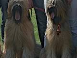 Собаки, щенки Бриар, цена 5000 Грн., Фото