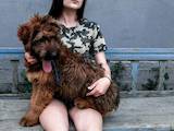 Собаки, щенята Бріар, ціна 5000 Грн., Фото