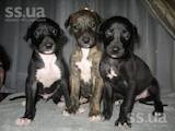 Собаки, щенки Грейхаунд, цена 1200 Грн., Фото